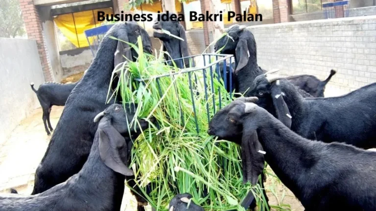 Business idea Bakri Palan